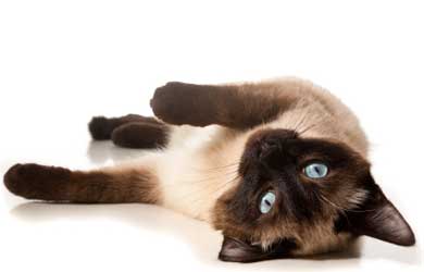 siamese3.jpg