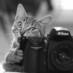 cat-with-camera