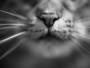 henry-horenstein-cat-s-nose-and-whiskers
