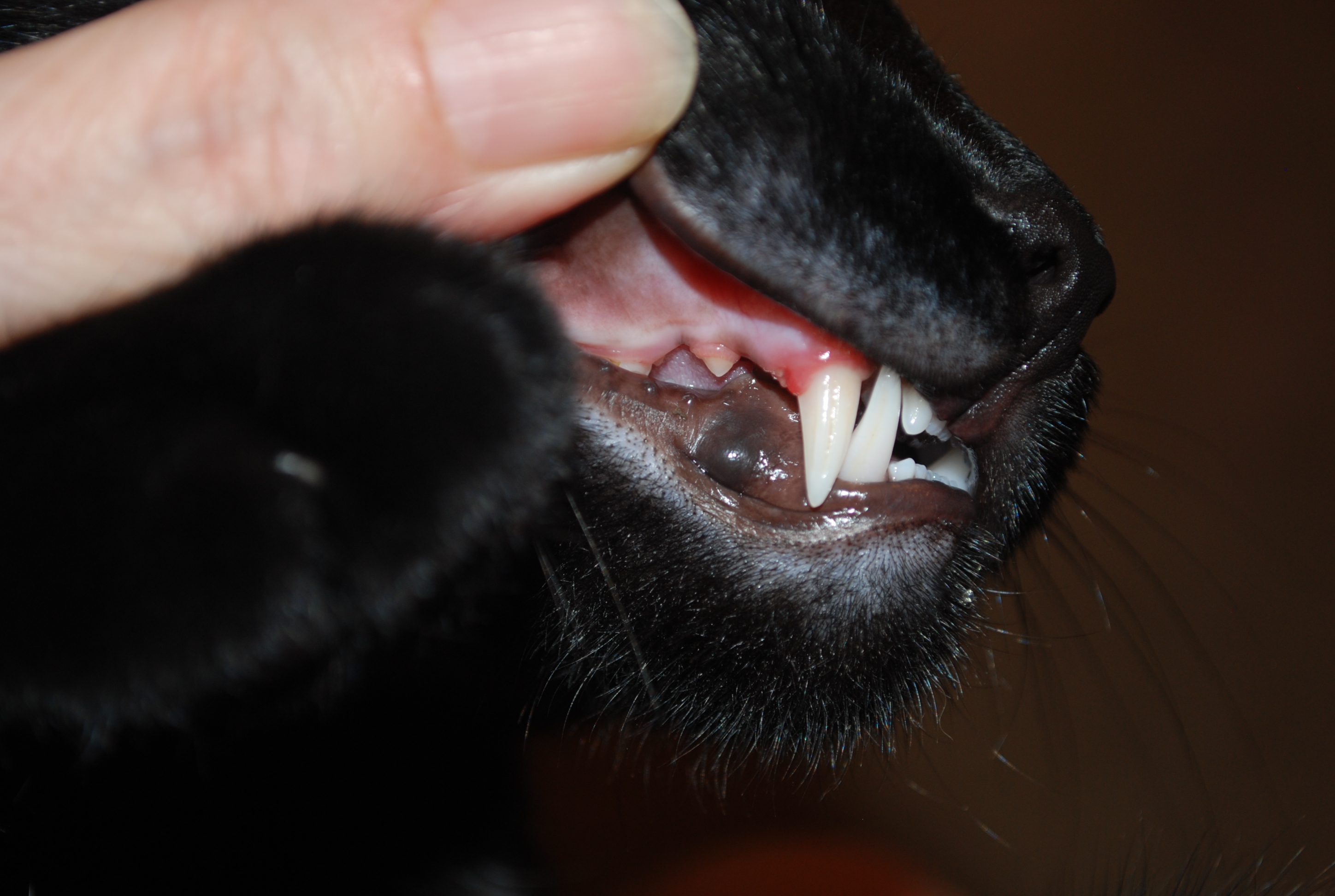 kitten 2 canine teeth