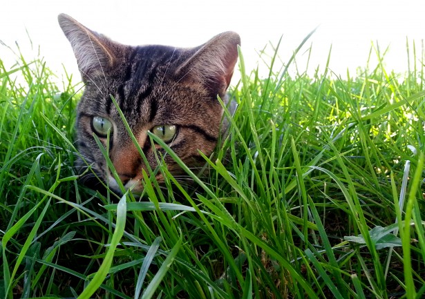 Why cats and dogs eat grass