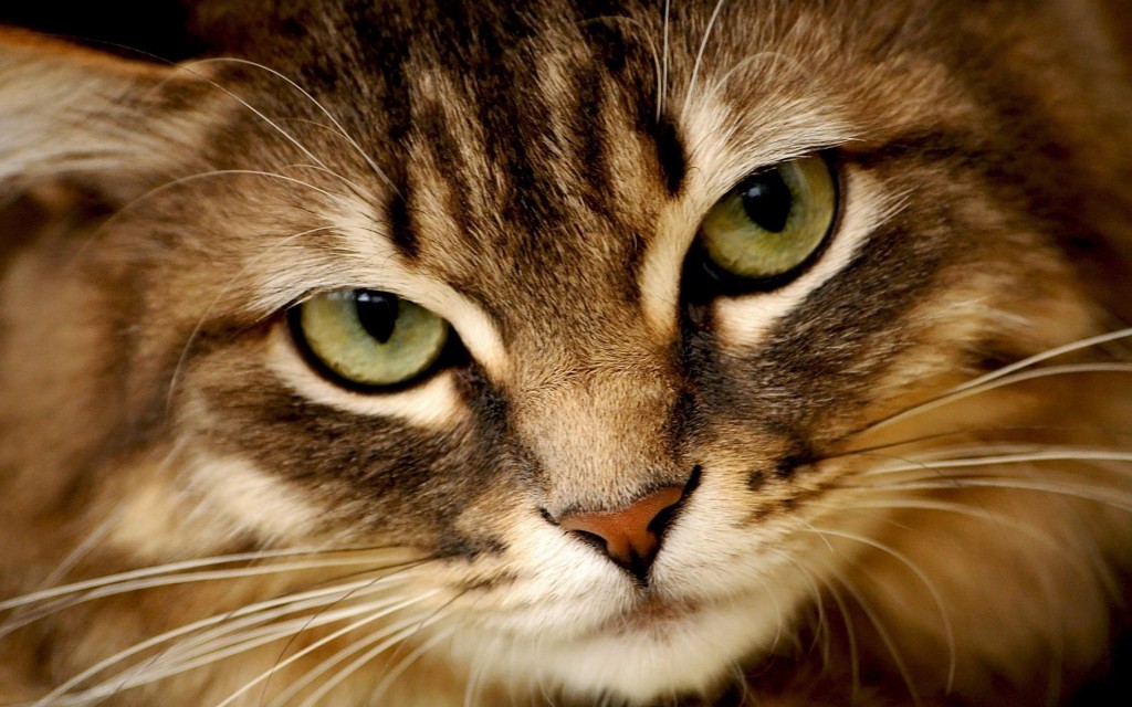 Kidneys Disease in Cats