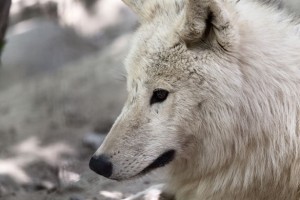 Arctic wolf