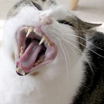 Dental Care For Cats and Dogs