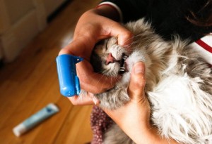 teeth care for pets