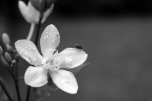 black-and-white-flower-background-2