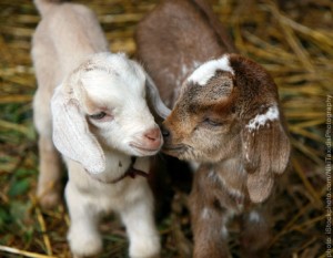 Homeopathy for baby goats