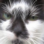 inflammatory bowel disease in cats