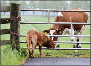 colostrum for pet health