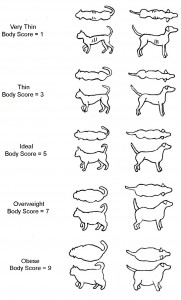 Body Condition Score - Cat and Dog