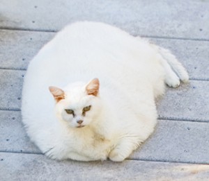 fat white cat