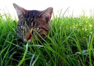 cat eating grass