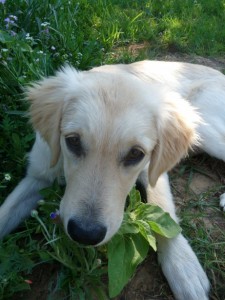 dog eating grass 