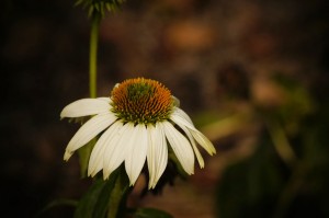 herbs for pets