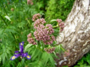 Valerian Root