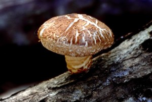 medicinal mushrooms for pets