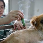 moxibustion for cats and dogs