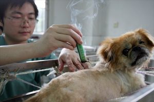 moxibustion for cats and dogs