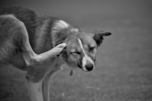 itchy skin cats and dogs