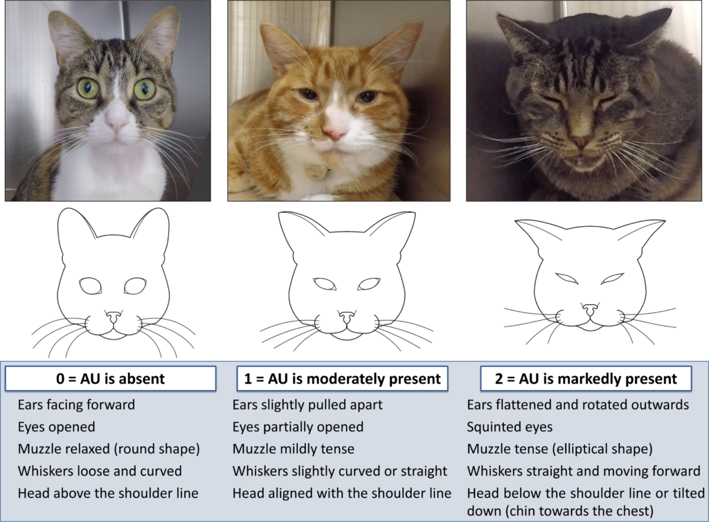 feline grimace scale