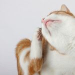 Itchy cat, atopic dermatitis