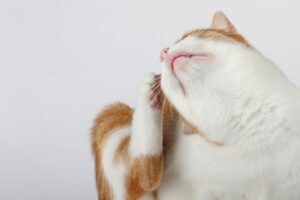 Itchy cat, atopic dermatitis